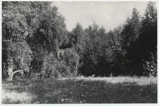 Otimägi