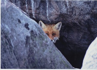 Fotonäitus „Kodumetsade loomi ja linde“ - rebane