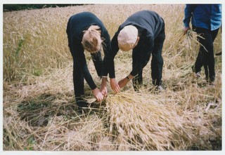 Rukkilõikus jaagupipäeval Mahtras