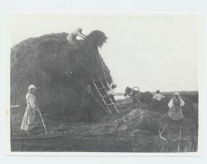 Heinakuhka tegemine Kundas Aru talus 1928.a.