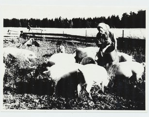Ellen Nipernaadi, nuumsigade talitaja , Uuetoa laudas