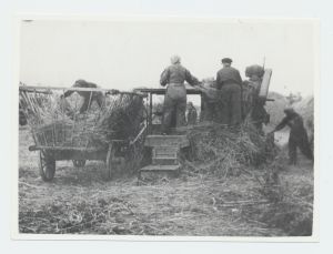 Viljapeks „Põlduri“ kolhoosis 1952.a.