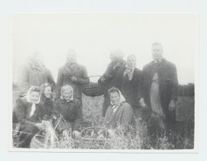 Kartulivõtt „Põlduri“ kolhoosis 1952.a.