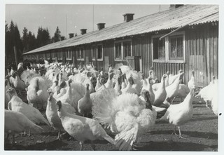 Järlepa TLKS kalkunifarmi kalkunid