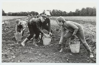 Rapla keskkooli V ja VI klassi õpilased kartulivõtul Mitšurini sovhoosis