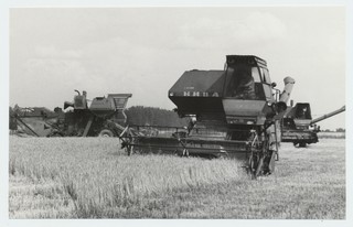 Kohila sovhoosi viljakoristus. Esiplaanil Jüri Jarovikov kombaini roolis