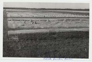 Kuusiku katsabaasi katselappide koristus