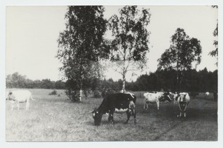 „Sangari“ kolhoosi lüpsikari 1949.a.