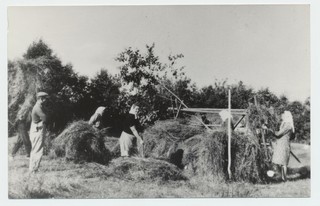 Velise-Nõlva küla „Sangari“ kolhoosipõllul 1949.a heina kokku panemas