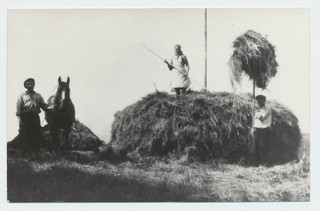 „Sangari“ kolhoosis 1950.a heinakuhja tegemine