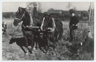 Kartulivõtt „Sangari“ kolhoosis endise Võeva talu põllul 1949.a. Hobusemees Juhan Karlson, paremal istub bgigadir Ida Looring, nopib Mari Erkmaa