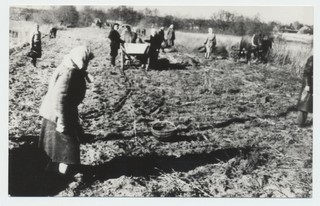 Kartulivõtt „Sangari“ kolhoosi põllul 1949.a.