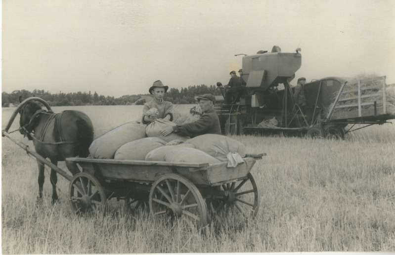 Foto, must-valge, Pärnu Kommunist. Viljakotide ladumine