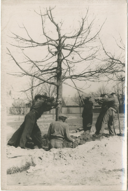 Foto, must-valge. Võiduväljakule puude istutamine