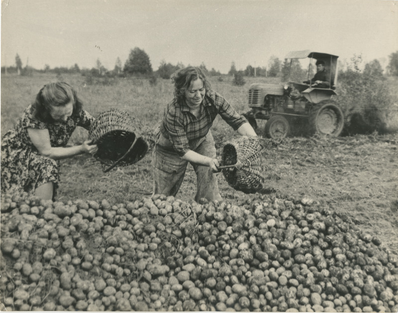 Foto, 1970-ndad. kartulivõtmine kolhoosis..