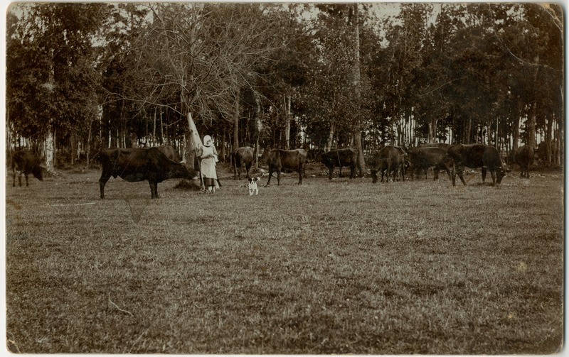 Foto. Jäärja Rehemetsa talu kari