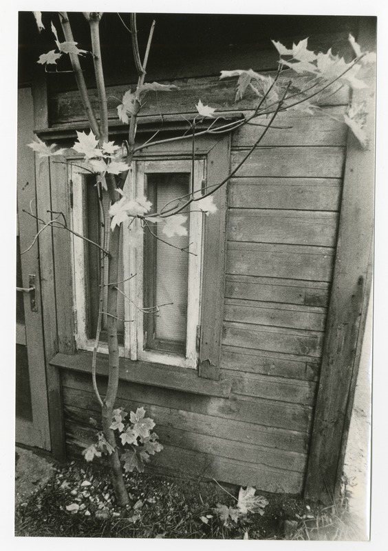 Foto. Akna ees kasvav puu