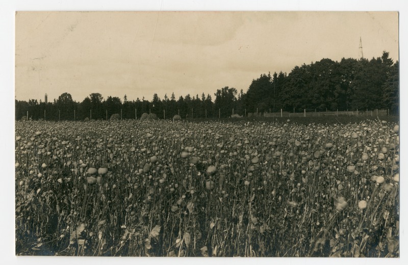 Foto albumis. Farmaatsiavabriku Helios põllud