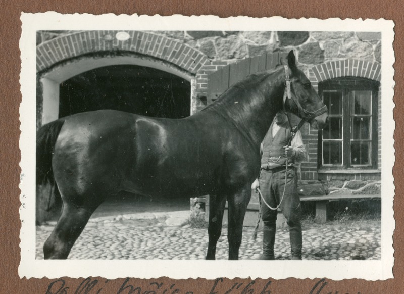 Foto albumis. Polli mõisa täkk