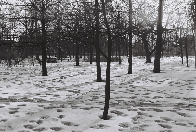 Negatiiv. Vana park
