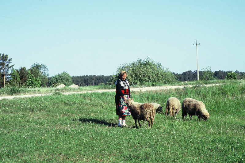 Slaid. Perenaine lammastega Kihnu saarel