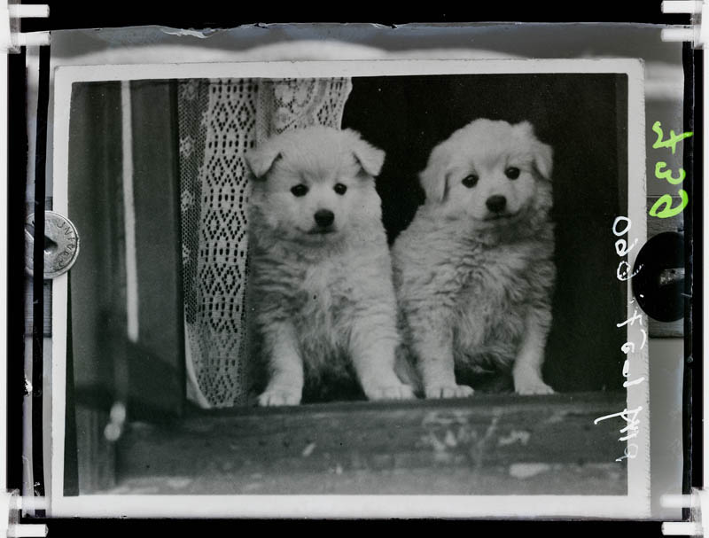 klaasnegatiiv, Siirmann, 2 väikest koera aknal, Paide 1930-ndad a.