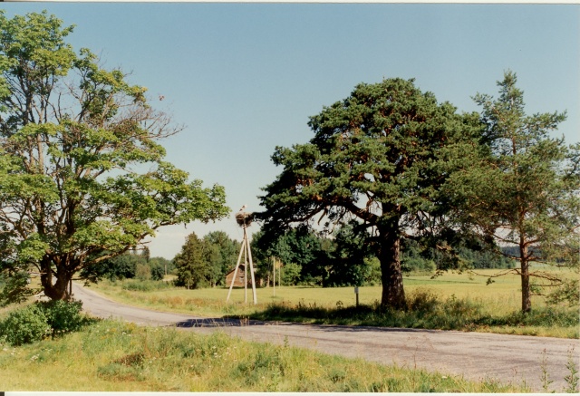värvifoto Raudmetsa mänd Kirna vallas 1996