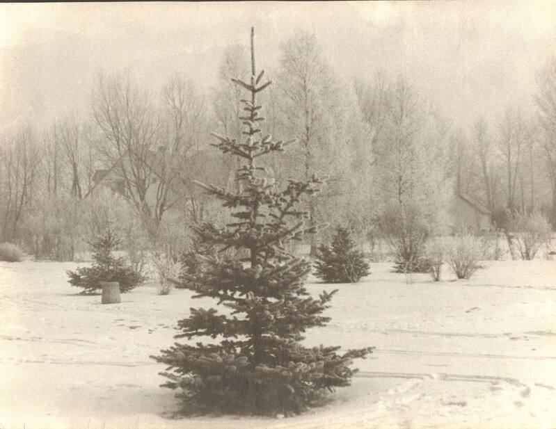 foto Paide Lembitu park 1960-ndad