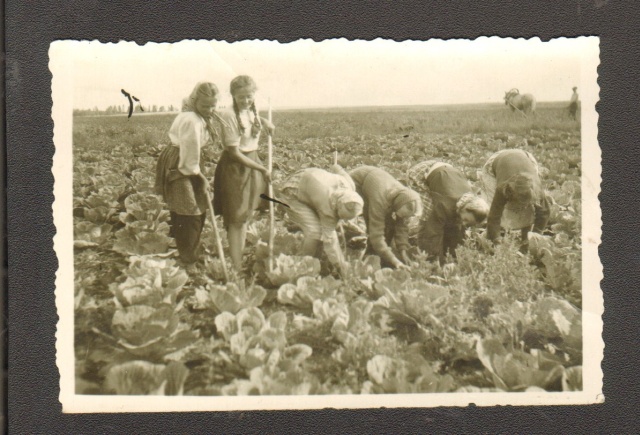 foto kapsapõllu harimine 1954.a. Röal