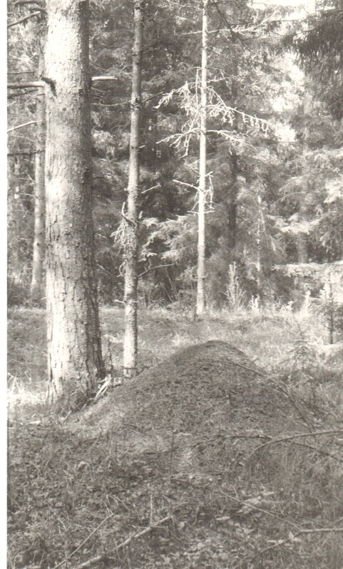 foto, metsakuklase pesakuhik Tammsaare metskonnas 1989.a.