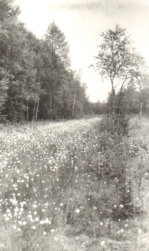 foto, Endla looduskaitsealal 1989.a.