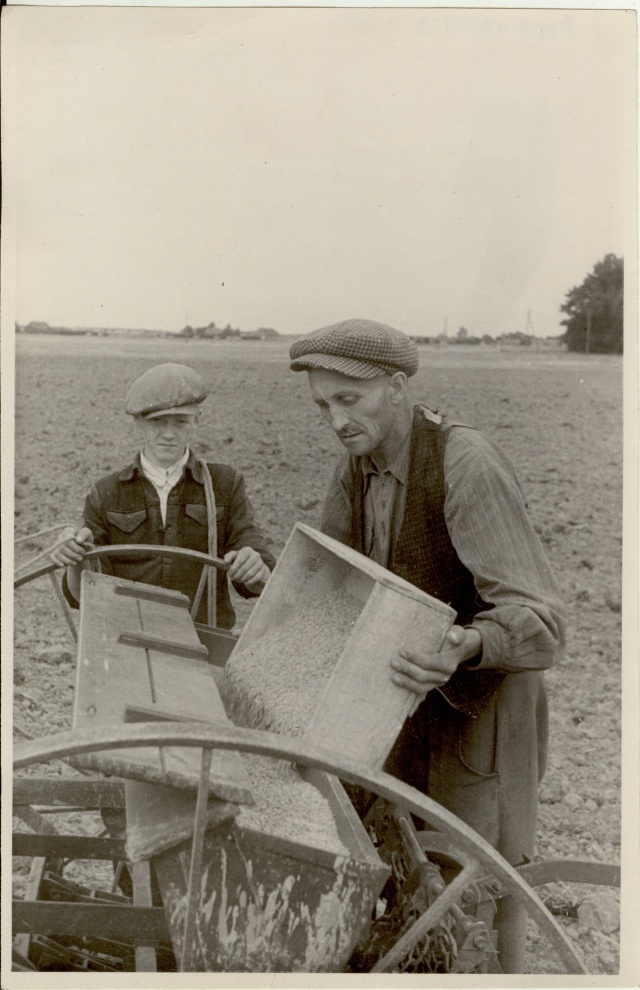 foto, külvimasina sordiseemnega täitmine Viisu sovhoosis 1950.a.