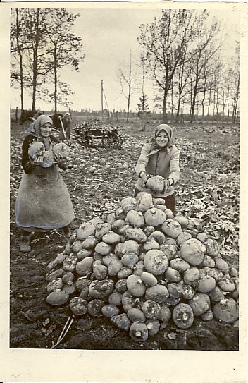 foto, söödakaalika koristamine Estonia kolhoosis 1952.a.