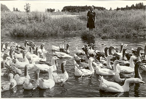 foto, Kalevipoja kolhoosi veelindude farm 1953.a.