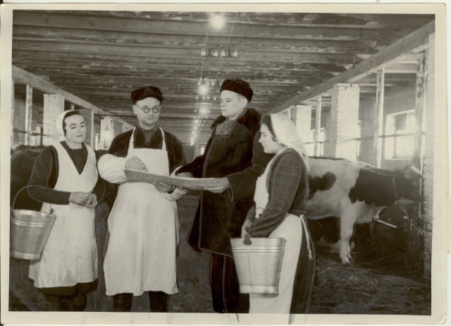 foto, Estonia kolhoosi karjafarmis 1954.a.
