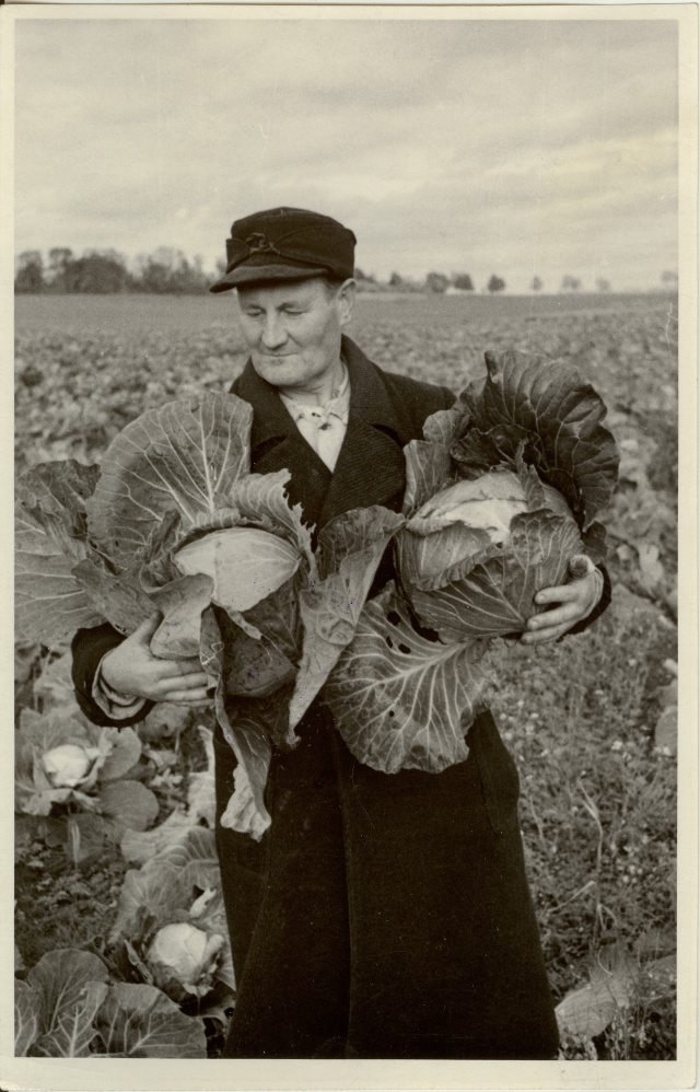 foto, Edasi kolhoosi aiandusbrigadir kapsapõllul 1955.a.