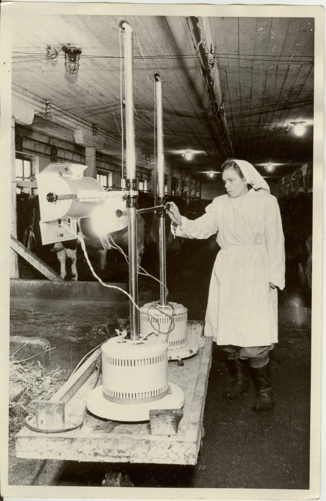 foto, Viisu sovhoosi karja kiiritamine kvartslambiga 1955.a.