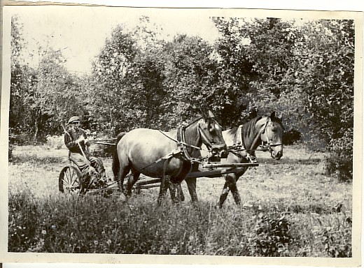 foto, metsheina niitmine Kirovi-nim. kolhoosis 1955.a.