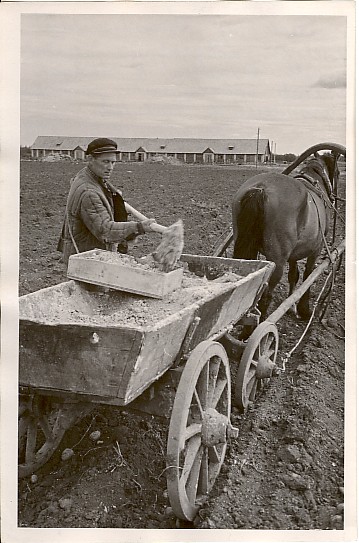foto, jaroviseeritud kartulite põllu väetamine Kaardiväelase kolhoosis 1957.a.
