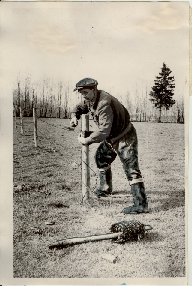 foto, noorloomade koplite tarastamine Türi raj. Kirovi-nim. kolhoosis 1957.a.