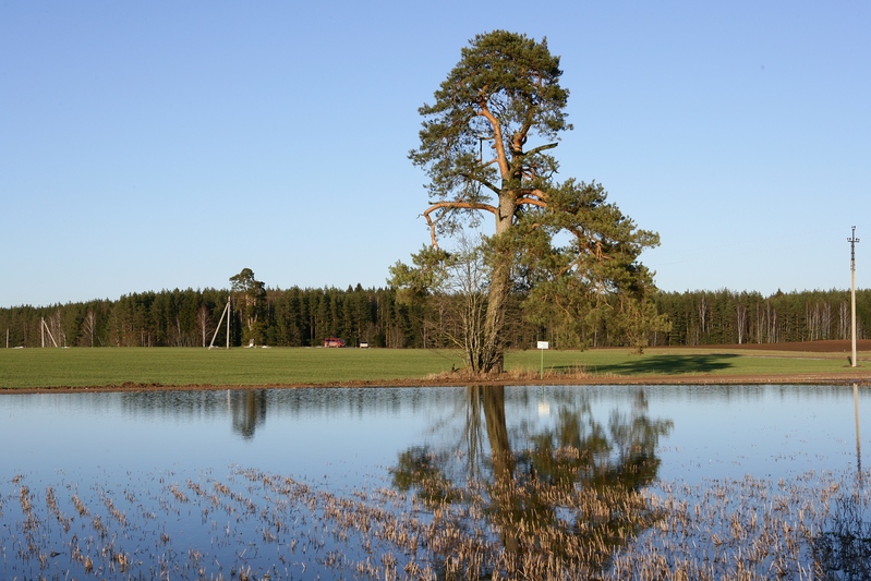 Üleujutatud põld