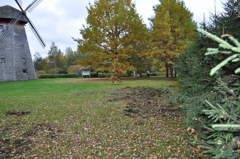 Metssigade "songermaa"  muuseumis