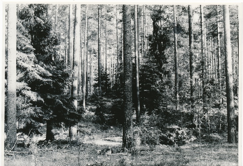 Männik Kivinõmmel