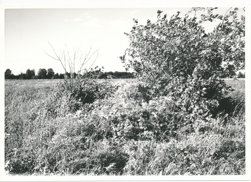 Kultusekivi Kohala külas