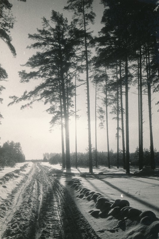 Selja-Karepa tee
