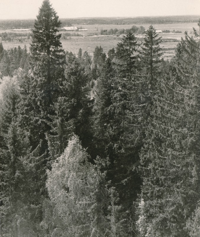 Vaade Aole Räitsverest