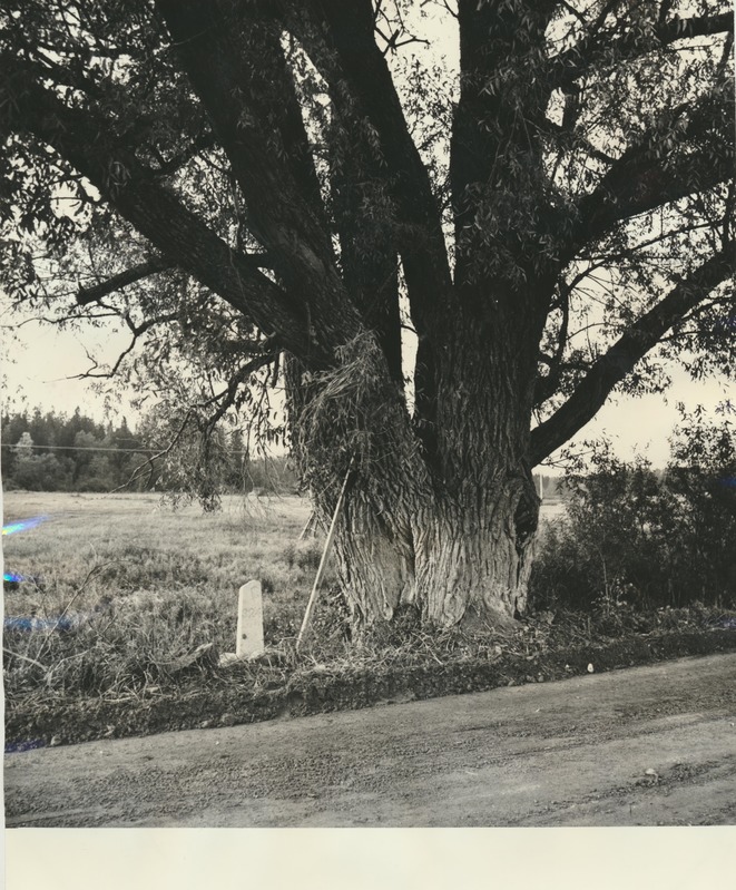 Hõbepajud Porkuni järve ääres