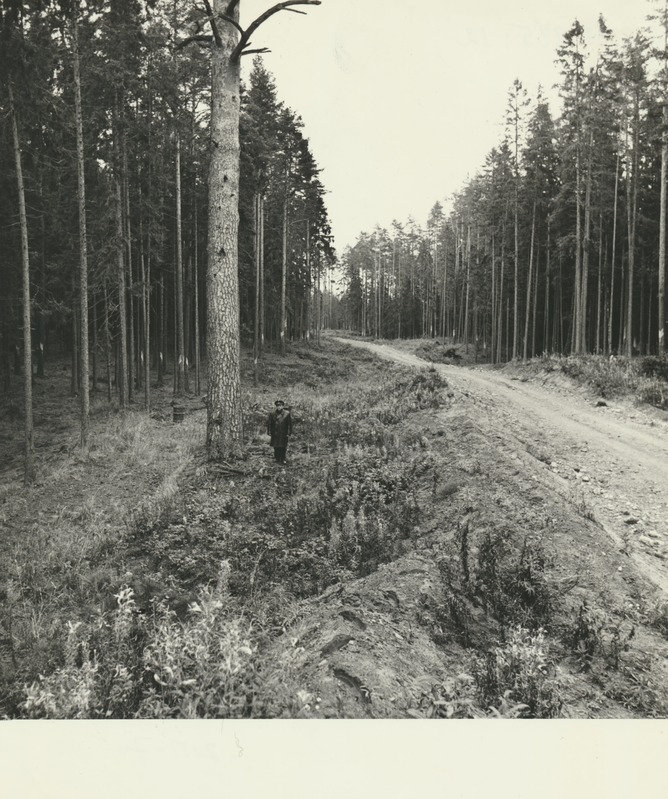 Mänd Põlula metskonnas