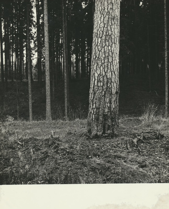 Mänd Põlula metskonnas