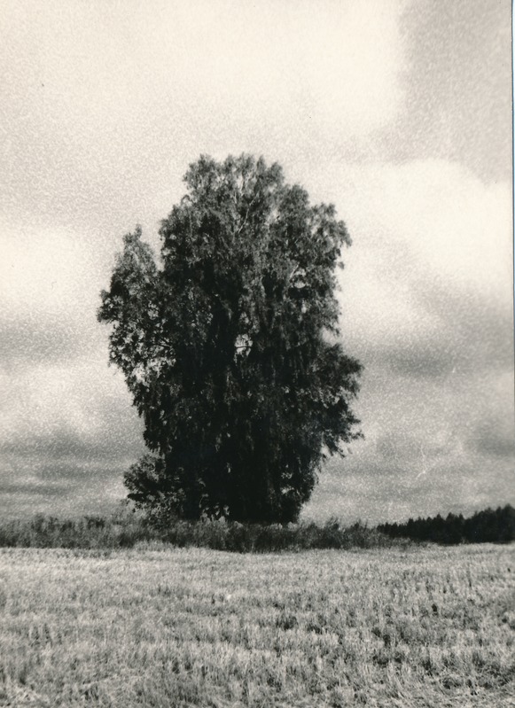 Kivikalme Kalmuvare Uljaste külas